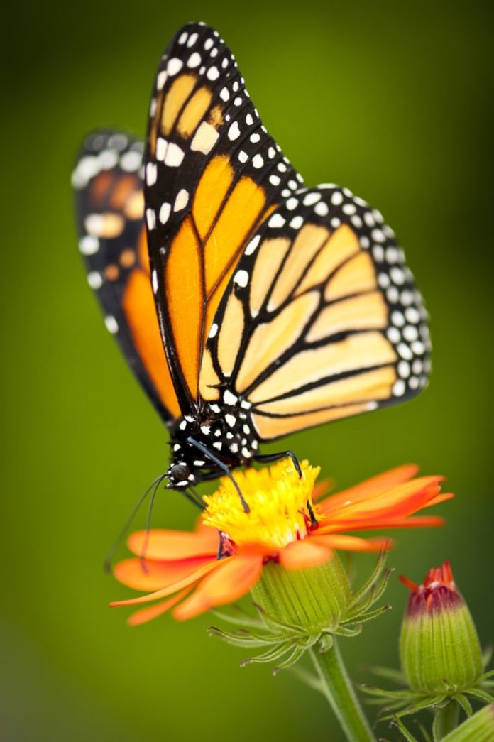 Flowers Drawings Inspiration : Monarch Butterfly. - Flowers.tn ...