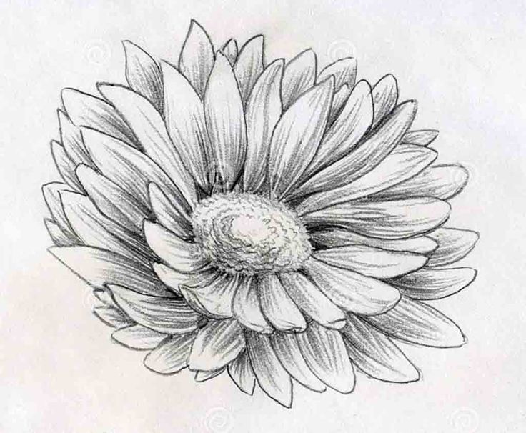 Flowers Drawings Inspiration Pencil Drawing Flower 7 HD Wallpaper