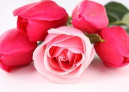 of flowers rose wallpapers high quality awesome wallpapers resolution on nature ...