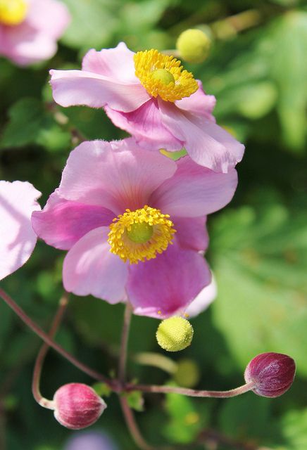Japanese Anemones Cut back the stalks after the flowers have faded, and tidy up ...