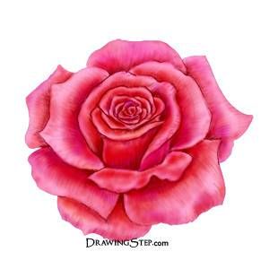 Step by step tutorial of drawing a rose using colored pencils with pictures