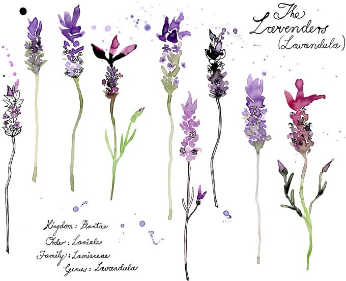 The Lavenders PLEASE NOTE! ART IS BY THE VERY TALENTED Margaret Berg See her bea...