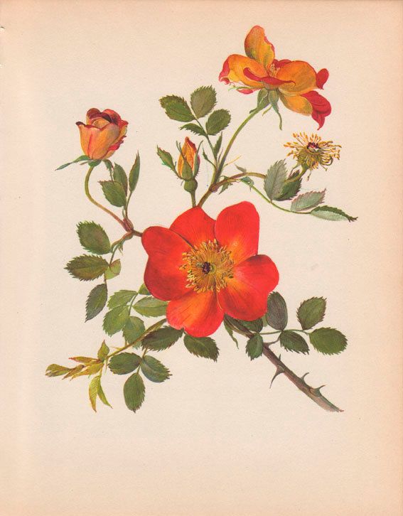#vintageprint Vintage Botanical Illustration Rose Art Print Wall by AgedPage, $1...