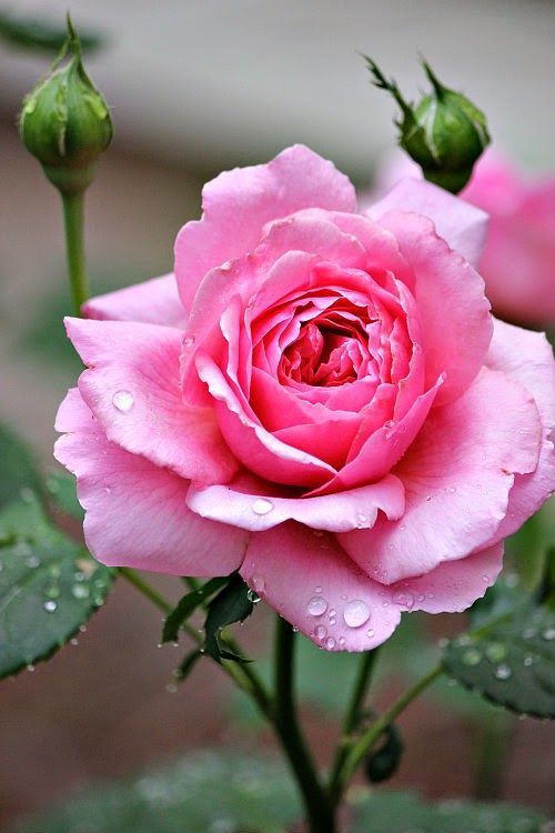 Pink Flowers Princess Alexandra Of Kent Rose Flowers Tn