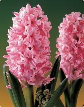 Cut flowers | Pink Frosting Hyacinth