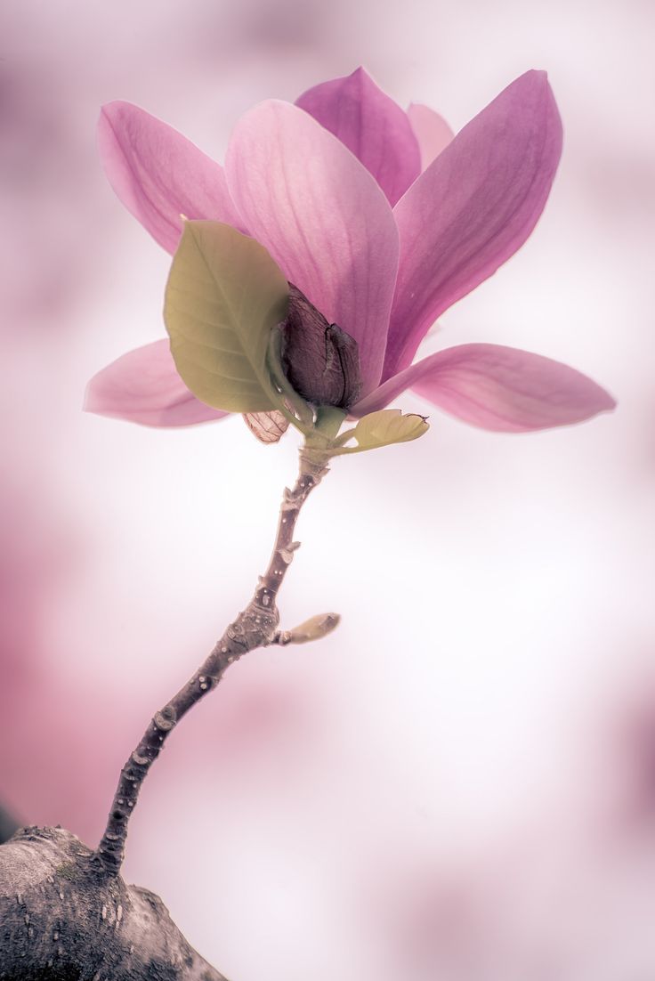 Magnolia | rvtn | Flickr