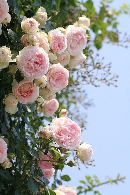 Pink English Roses
