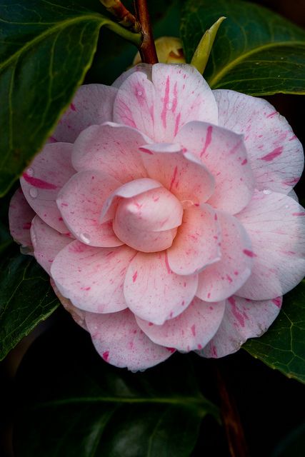 Pink camellia
