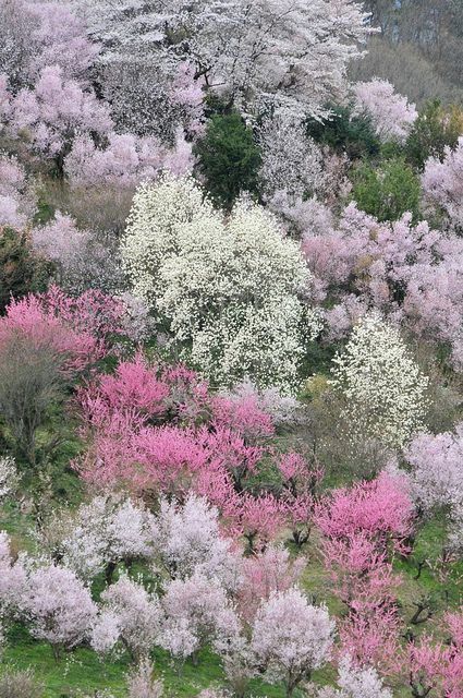 Flowering trees .... Japan