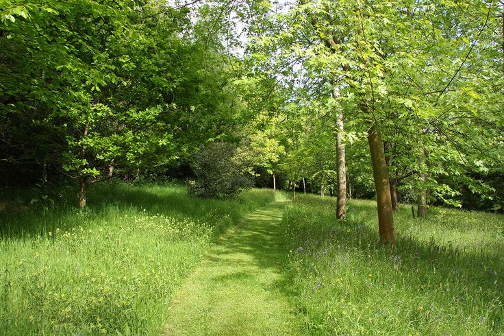 A mown path meanders through the wild flower meadow