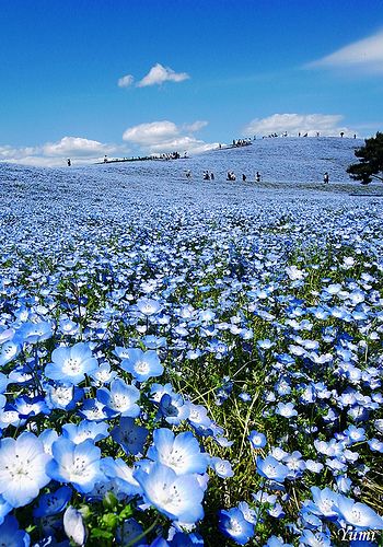 Blue Hill (Nemophila) Hitachi Seaside Park, Japan