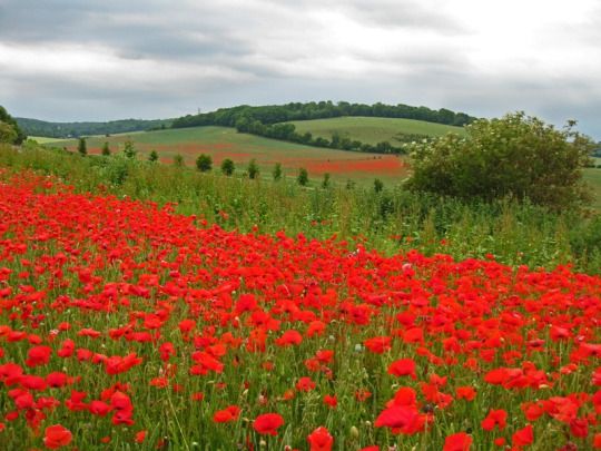 Poppies, Luddesdown, Kent, England by Andrew Whittaker