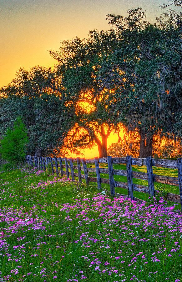 ~~Springtime Sunset Afterglow | wildflowers and the tropical sun as it sets behi...