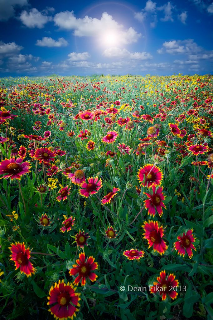 Texas Wildflowers