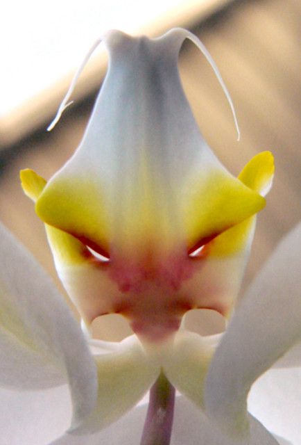 Masquerade of the Orchid   I LOVE ORCHIDS AND ONE LADY I USE TO HELP WAS GOING T...