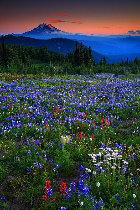 Sunset Wildflowers and Mt Adams From Snowgrass Flats in The Goat Rocks Wildernes...