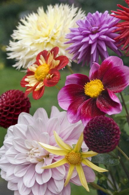 ~~A variety of Dahlias by Stephanie Yao/The Oregonian~~