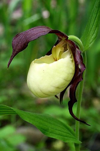 Cypripedium kentuckiense;   by NC Orchid, via Flickr