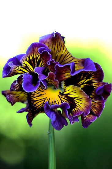 Frilly Pansy