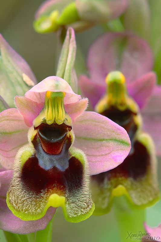 Oprhys tenthredinifera - Wild orchids of Spain.