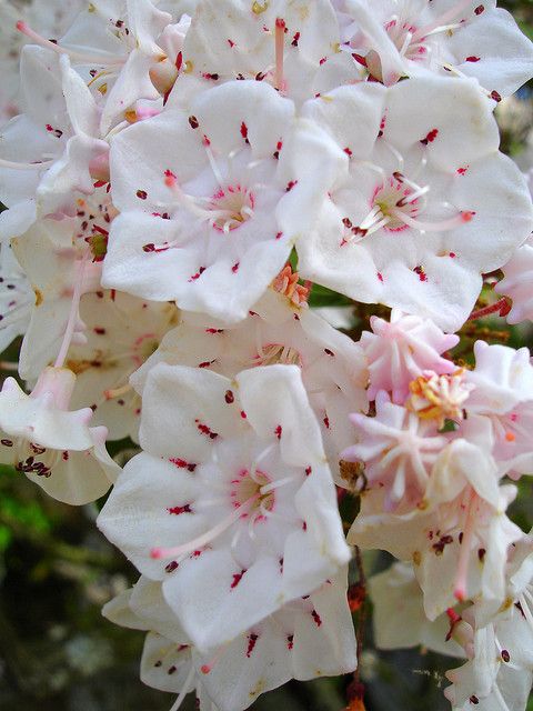 Mountain laurel blooms in Mt. Cheaha.  They look like peppermint candy.