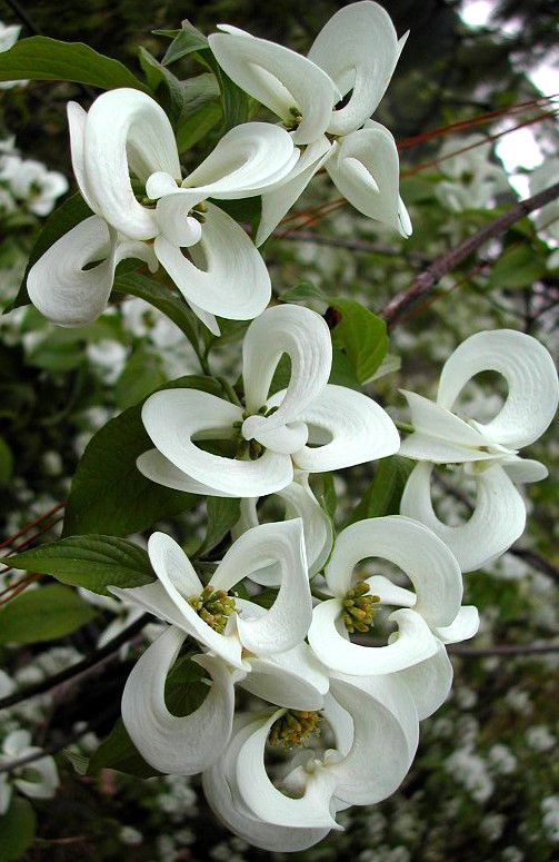 ✯ Enchanting 'Magic Dogwood' (Cornus florida subsp. urbiniana) is a ra...
