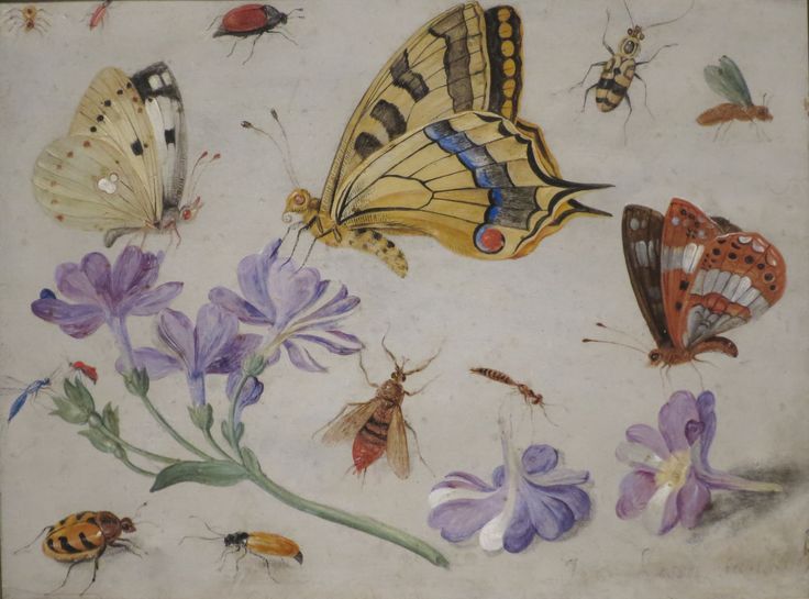 'Butterflies,_Other_Insects,_and_Flowers'_by_Jan_van_Kessel,_1659,_High_...