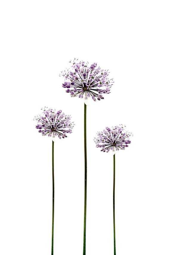 Botanical Flower Photograph Allium Purple by galleryzooart on Etsy, $70.00