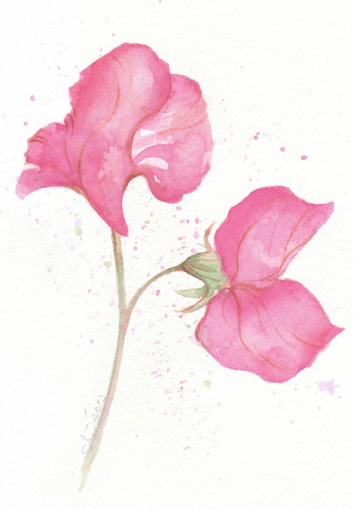 Flowers Drawings Inspiration : Pink Sweet Pea - original abstract