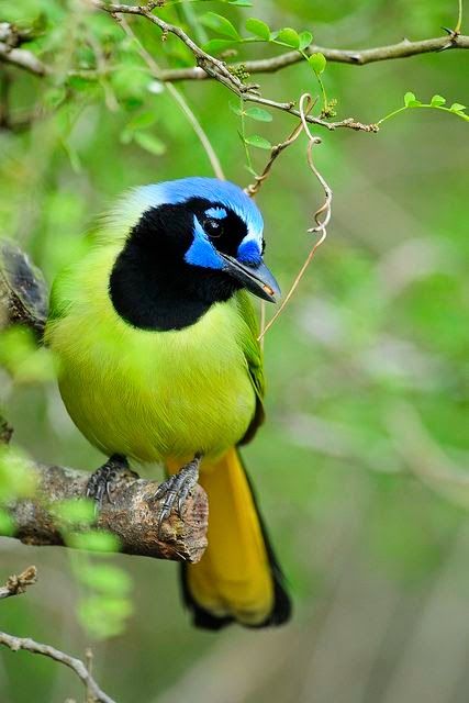 The Green jay (Cyanocorax yncas) is a bird species of the New World jays, and is...