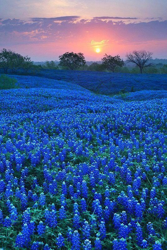 Bluebonnet Field in Ellis County, Texas