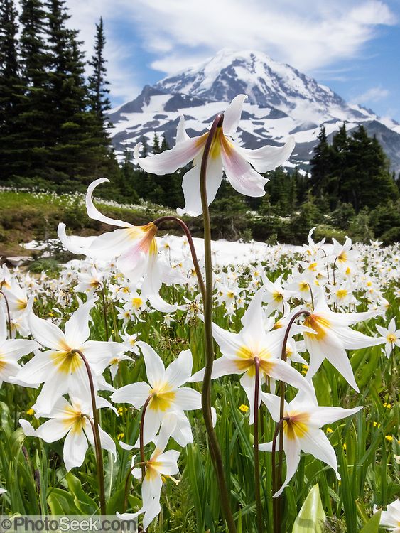 Erythronium 'White Avalanche' bloom in Mount Rainier National Park, Wash...