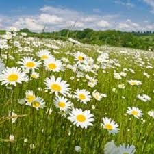 Wild flower meadow - Google Search
