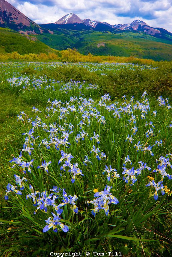 Wild iris blooms. La Sal Mountains, Utah.