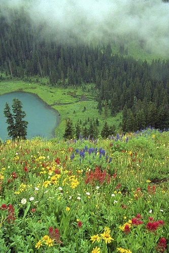 Wildflowers, Mt. Sneffels Wilderness, Colorado by Robert Crum, via Flickr