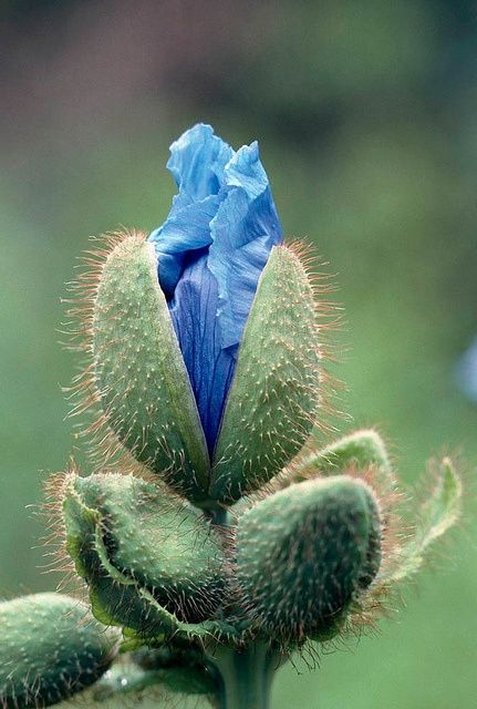 himalayan blue poppy