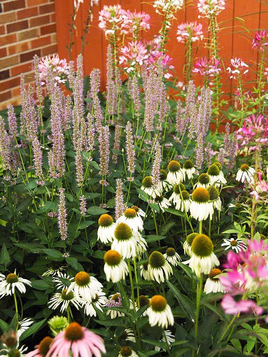 coneflower, anise hyssop, cleome, and spider flower, purple and white flowers