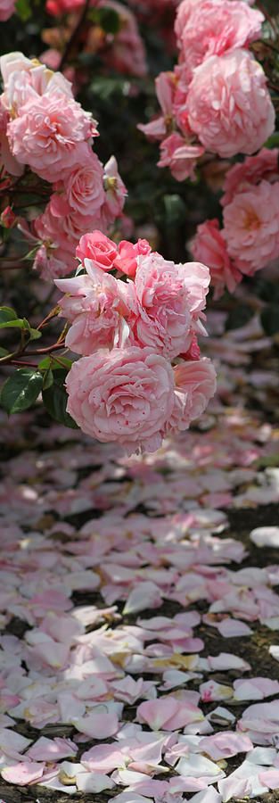 Pink roses | Photographer: Carol Ann Thomas