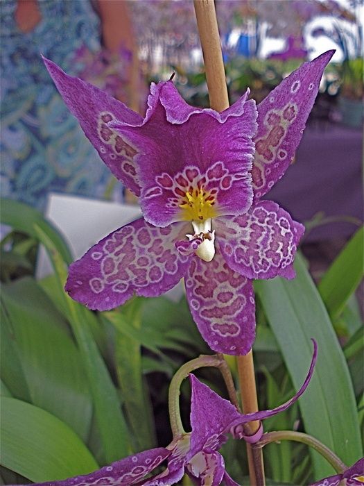 Boudior Orchids