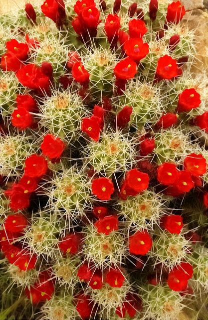 Cacti in Bloom