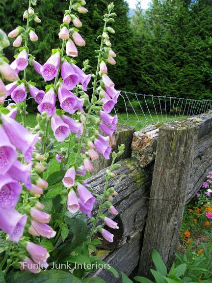 How to plant low cost, low upkeep 'forever flowering flowerbeds'...