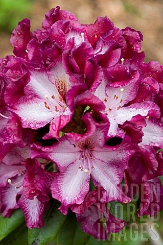 Rhododendron 'Midnight Mystique'
