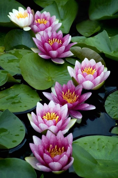 Water lillies.