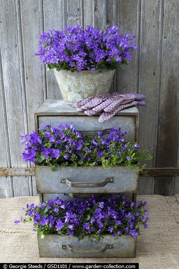 chest of drawers planted with Campanula