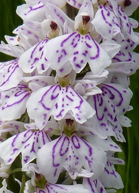 ✯ Heath Spotted Orchid
