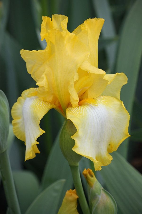 ✯ Yellow Iris