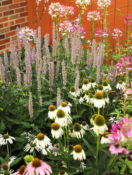 coneflower, anise hyssop, cleome, and spider flower, purple and white flowers