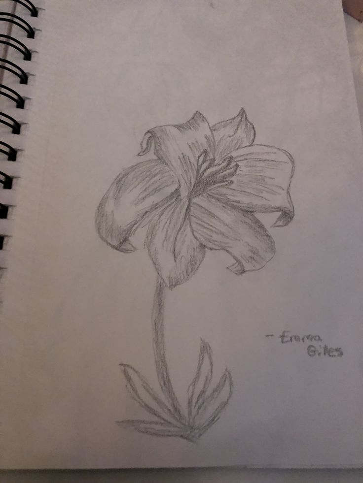 Shaded flower drawing