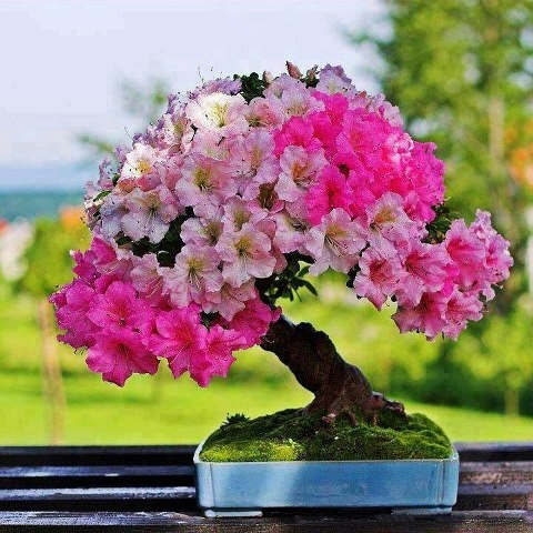 Flowering Bonsai (Resim & Fotograf)
