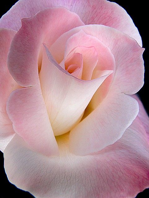 This may be the prettiest pink rose I have ever seen.
